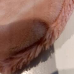 Knuffel, zoals gemeld door De Efteling met iLost