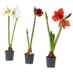 Producto IKEA HIPPEASTRUM, ha sido reportado por IKEA Jerez con iLost