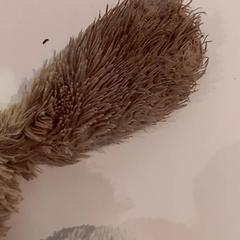 Knuffel, as reported by De Efteling using iLost