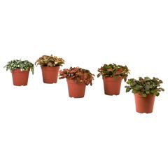 이케아 제품 Planta verde y rosa, iLost를 사용하여 IKEA Barakaldo에 보고됨