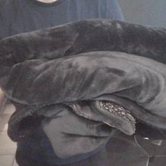 담요 blanket, iLost를 사용하여 MEININGER Hotel Vienna Downtown Franz에 보고됨