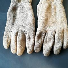 手袋 Bruin がiLostで Burgers' Zoo によって報告されました