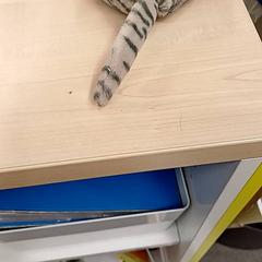 Xoguete de peluche, segundo informou IKEA Toulon usando iLost