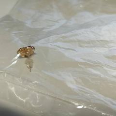 Náušnice, jak nahlášeno St. Antonius Ziekenhuis Nieuwegein pomocí iLost