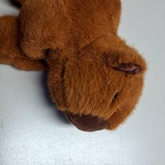 Peluche, come riportato da Connexxion Haarlem IJmond utilizzando iLost