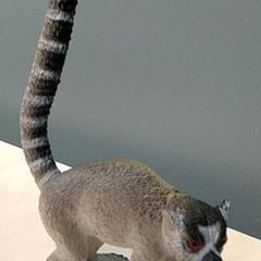 Ringstaartmaki, ako bolo nahlásené IKEA Gent pomocou iLost