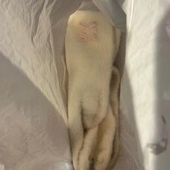 Calzini Sokken wit met strikje, come riportato da Van der Valk Hotel Veenendaal utilizzando iLost