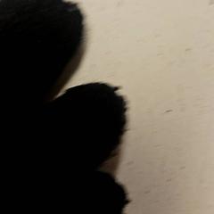 Guant, segons ha informat GVB mitjançant iLost