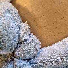 Doudou, a été signalé par Avonturenboerderij Molenwaard utilisant iLost