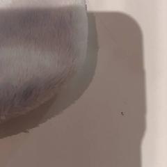 Knuffel がiLostで De Efteling によって報告されました