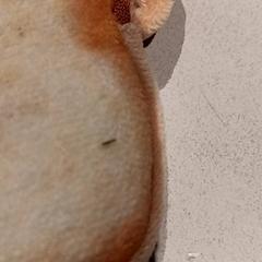 Pénztárca, amint azt De Efteling az iLost segítségével jelentette.