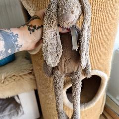 Knuffel Konijn BENTHE a été signalé sur iLost