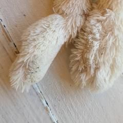 Knuffel Wit, segundo informou DierenPark Amersfoort usando iLost