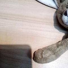 Knuffel Bruin met wit konijn, jak nahlášeno Beekse Bergen Resorts en Hotel pomocí iLost