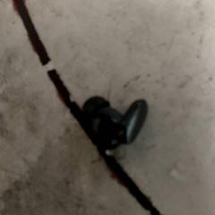 Elektronik Oortjes, gemeldet von Regio Antwerpen - Brussel über iLost