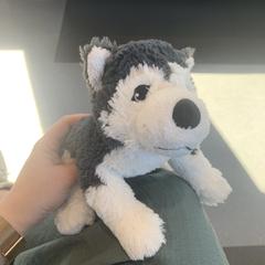 Knuffel hond, ako bolo nahlásené iLost