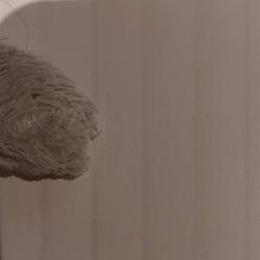 Peluix, segons ha informat De Efteling mitjançant iLost