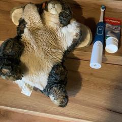 Peluche, ha sido reportado por Attractie- & Vakantiepark Slagharen con iLost