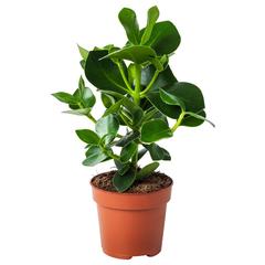 IKEA product, as reported by IKEA Toulon using iLost