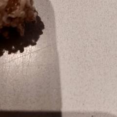 كنوفل، كما تم الإبلاغ عنه بواسطة De Efteling عبر iLost