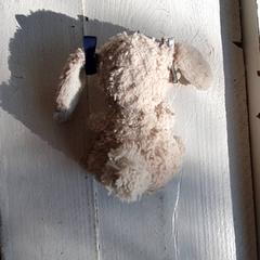 Peluche Beige, come riportato da DierenPark Amersfoort utilizzando iLost