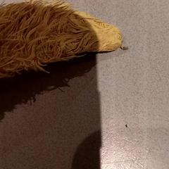 Knuffel, as reported by De Efteling using iLost