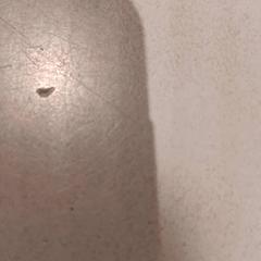 Rajoles, segons ha informat De Efteling mitjançant iLost