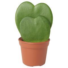 이케아 제품 HOYA KERRII 호위아 셰리, iLost를 사용하여 IKEA 고양점에 보고됨