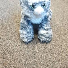 Knuffel kat, amint azt Burgers' Zoo az iLost segítségével jelentette.