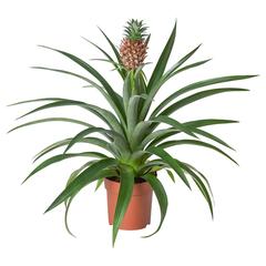 IKEA termék, amint azt IKEA Jerez az iLost segítségével jelentette.