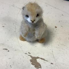 Mysig leksak, rapporterat av Artis med iLost