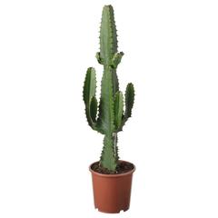 IKEA produktua, gisa salatu by IKEA Montpellier iLost erabiliz