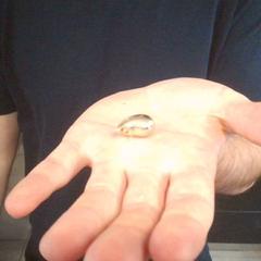 Earring, as reported by MEININGER Hotel Vienna Downtown Franz using iLost