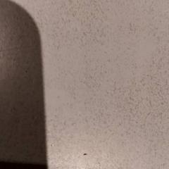 Se, som rapportert av De Efteling ved bruk av iLost