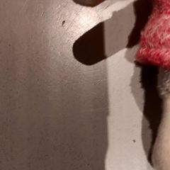 Peluix, segons ha informat De Efteling mitjançant iLost