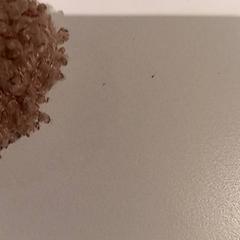 Knuffel, ha sido reportado por De Efteling con iLost