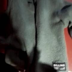 Vest Groen, as reported by Apenheul using iLost