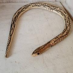 Juguete Slang, ha sido reportado por DierenPark Amersfoort con iLost