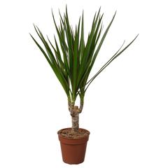 Producto IKEA DRACAENA MARGINATA, ha sido reportado por IKEA A Coruña con iLost
