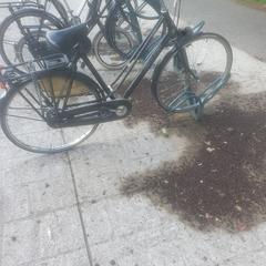 Damesfiets gaint zwart  fazantlaan halte, gerapporteerd met iLost