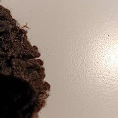 Jacke, gemeldet von De Efteling über iLost