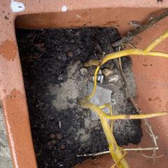 Sleutelbos، كما تم الإبلاغ عنه عبر iLost