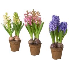 Producto IKEA HYACINTHUS, ha sido reportado por IKEA Málaga con iLost