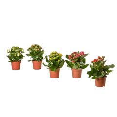 Producto IKEA KALANCHOE rosa, ha sido reportado por IKEA Sevilla con iLost