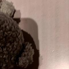 꼭 껴안고 싶은 장난감, iLost를 사용하여 De Efteling에 보고됨