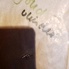 ジュエリー Vlinder がiLostで Beekse Bergen Resorts en Hotel によって報告されました