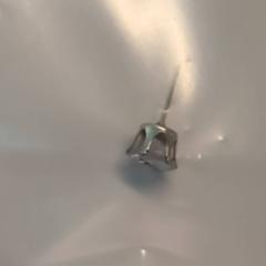 Piercing & Earrings, as reported by Ziekenhuis Oost-Limburg using iLost