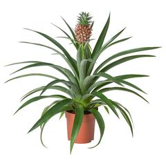 Produkt IKEA planta natural junto maceta, ako bolo nahlásené IKEA Valladolid pomocou iLost