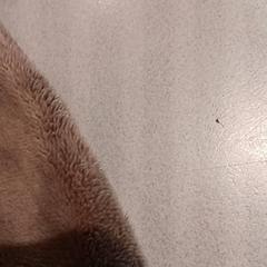 Peluche, ha sido reportado por De Efteling con iLost