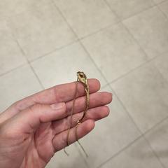 Gouden ketting, como reportado ao iLost